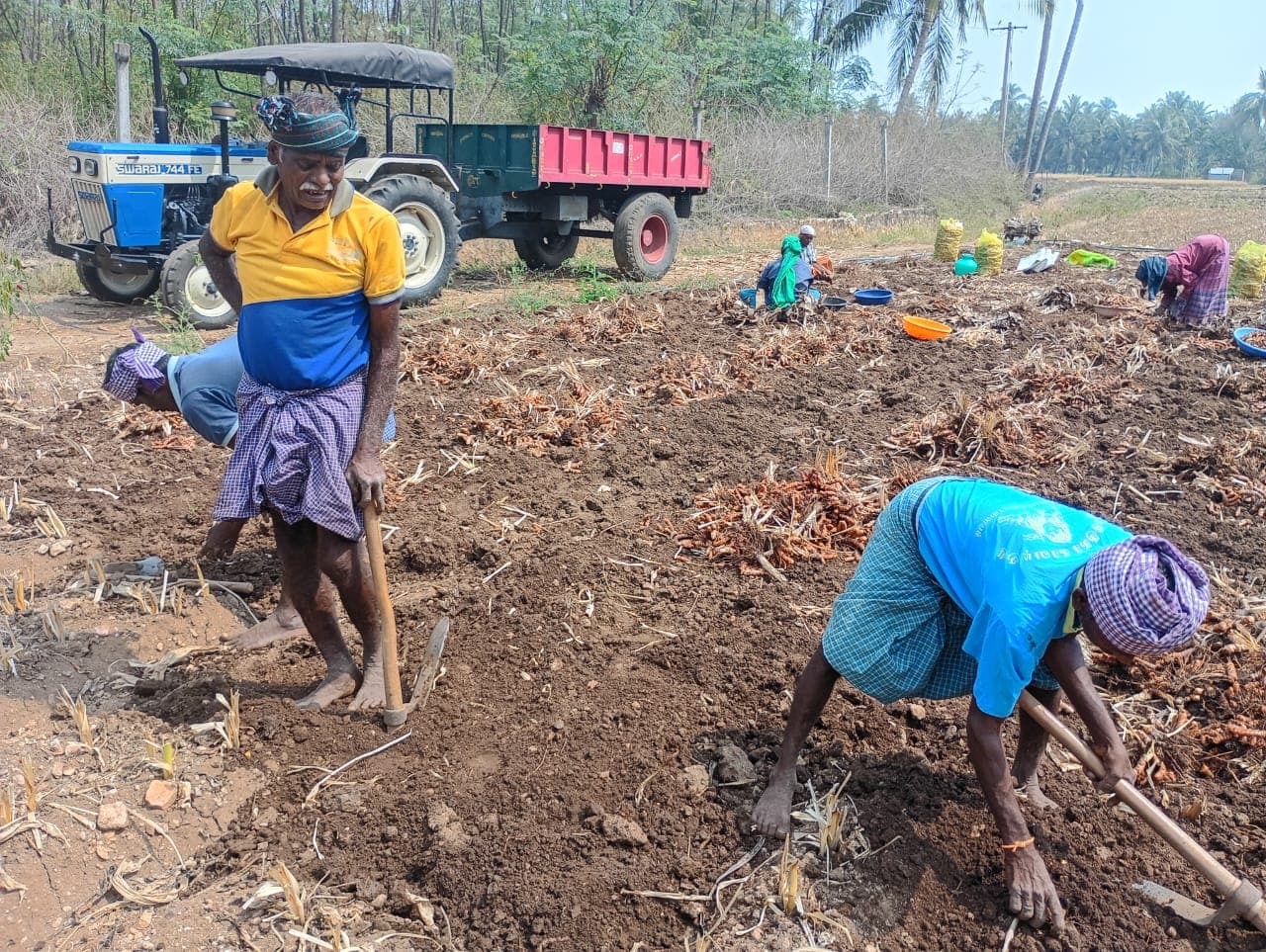 Ponkali farm — Perundurai, Erode