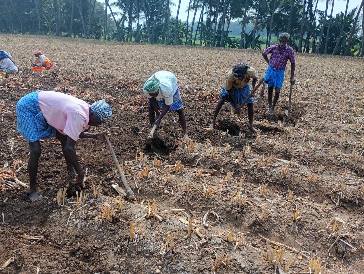 Ponkali farm — Perundurai, Erode