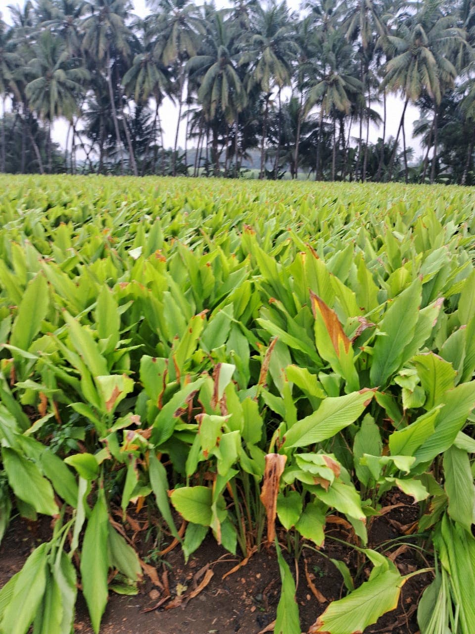 Ponkali farm — Perundurai, Erode