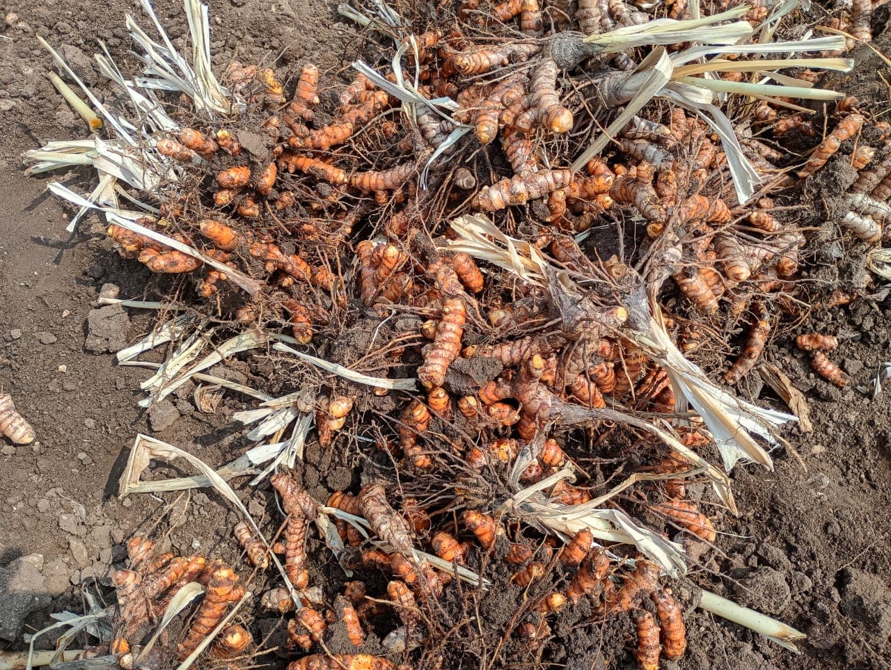 Ponkali turmeric farm — Perundurai, Erode
