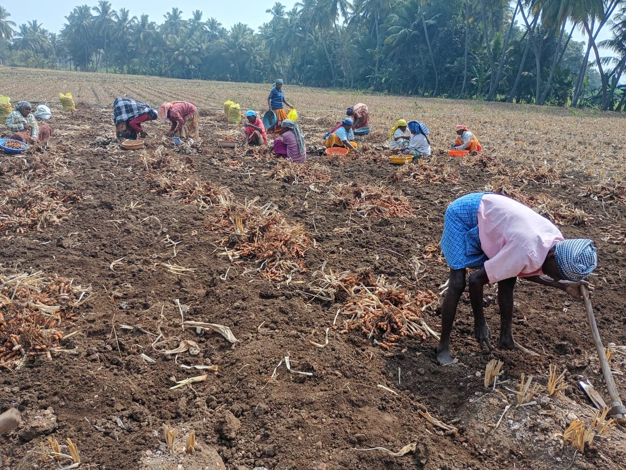 Ponkali turmeric farm — Perundurai, Erode