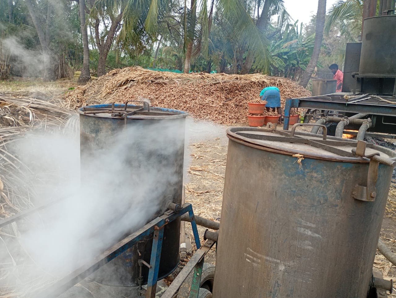 Ponkali turmeric farm — Perundurai, Erode
