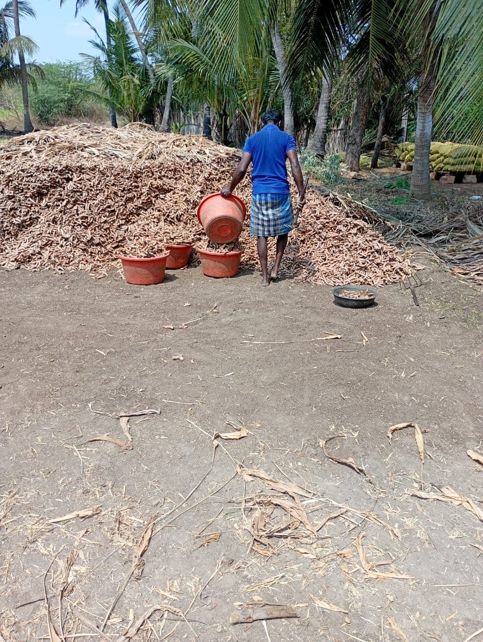 Ponkali turmeric farm — Perundurai, Erode