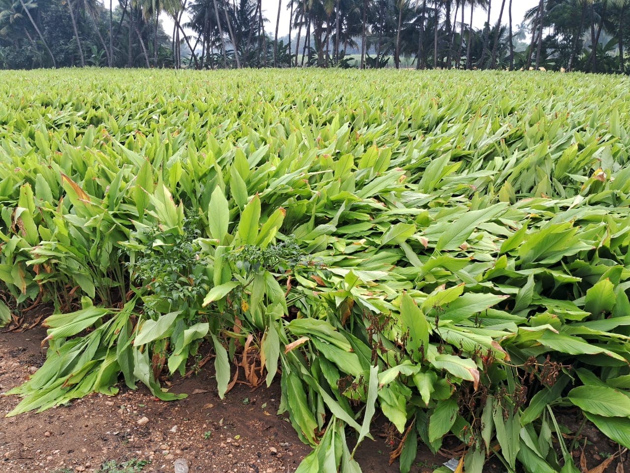 Ponkali turmeric farm — Perundurai, Erode