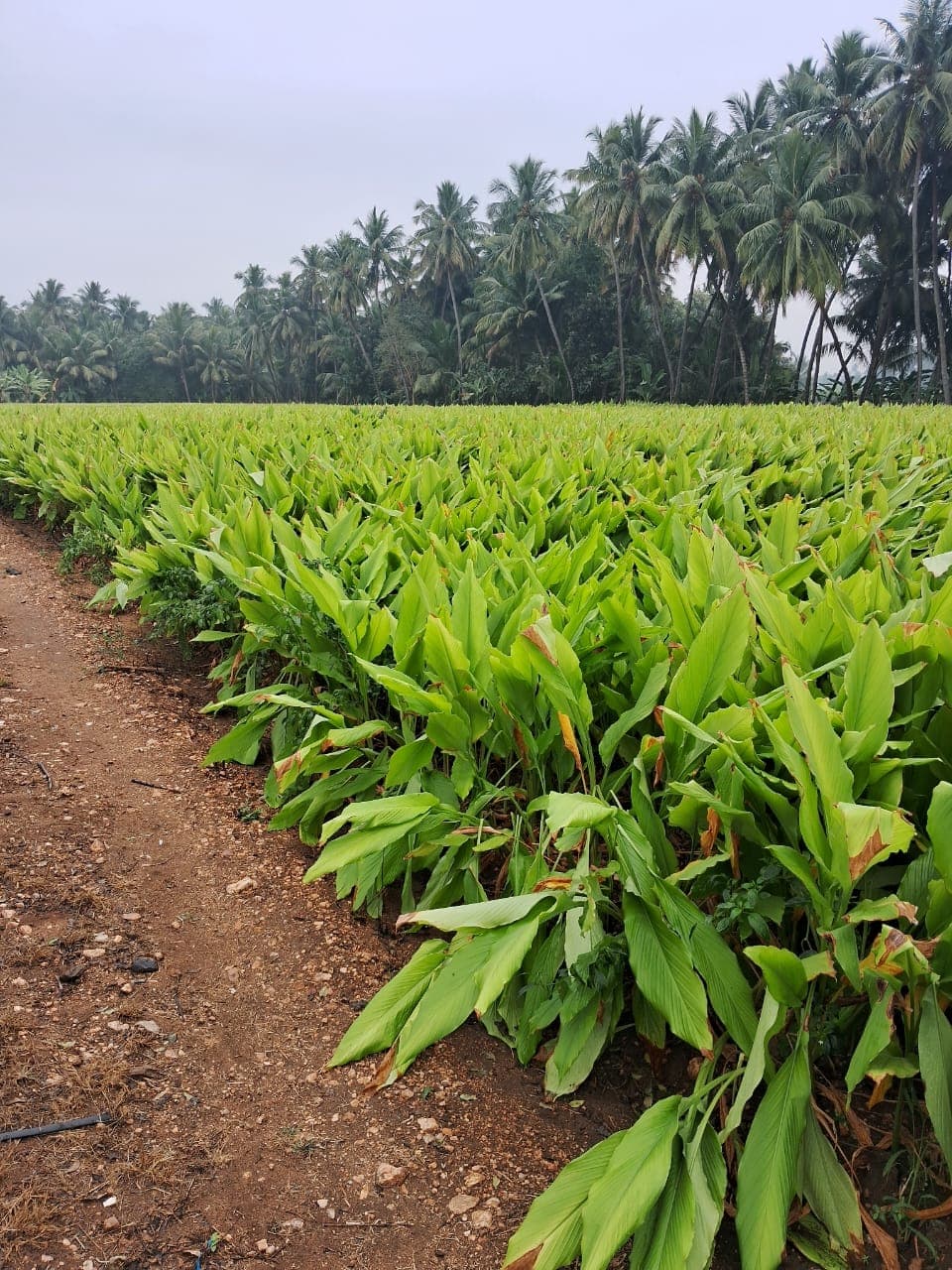Ponkali turmeric farm — Perundurai, Erode