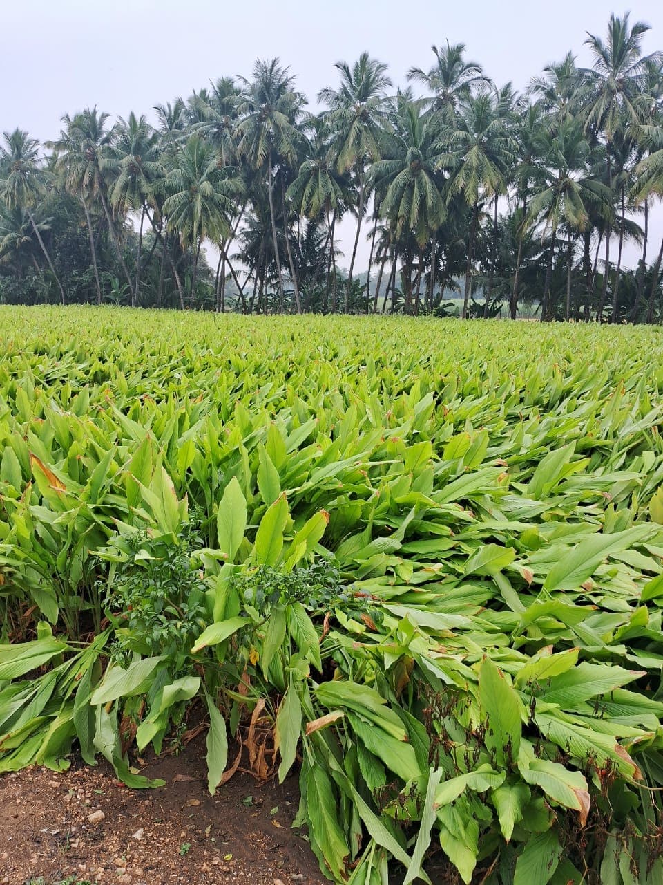 Ponkali turmeric farm — Perundurai, Erode